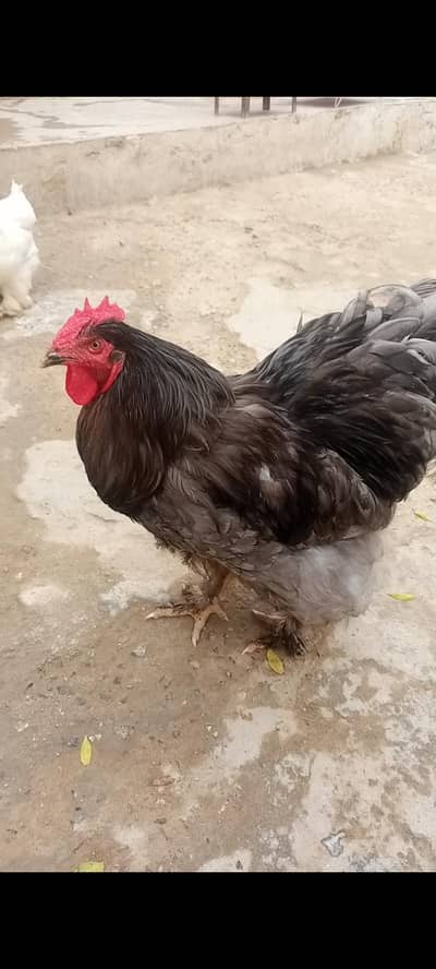 piar for sell