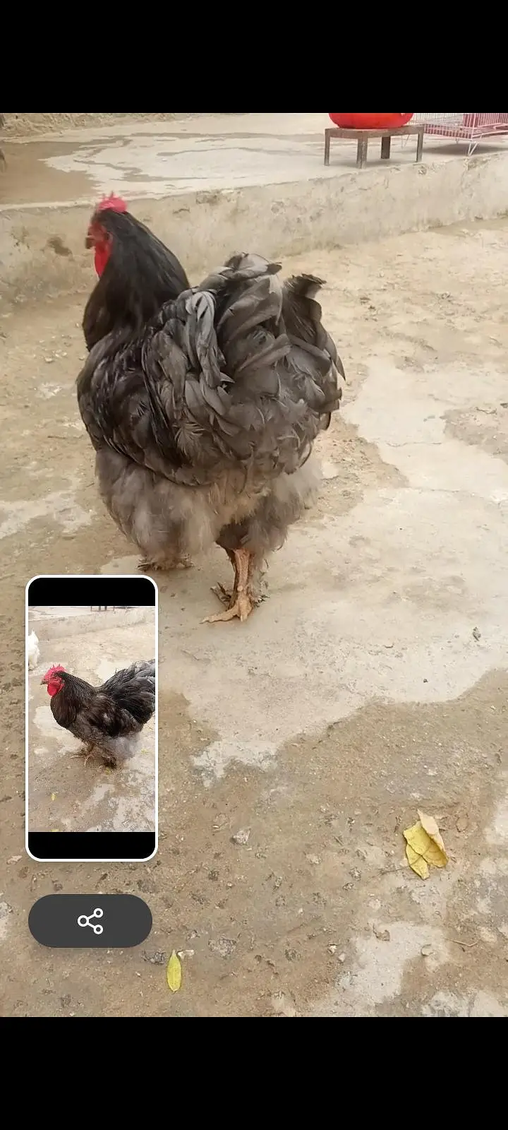 piar for sell — photo 2