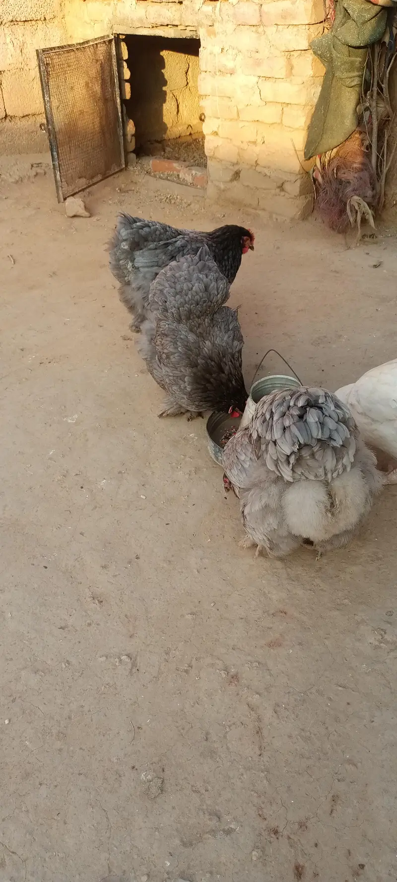 piar for sell — photo 3