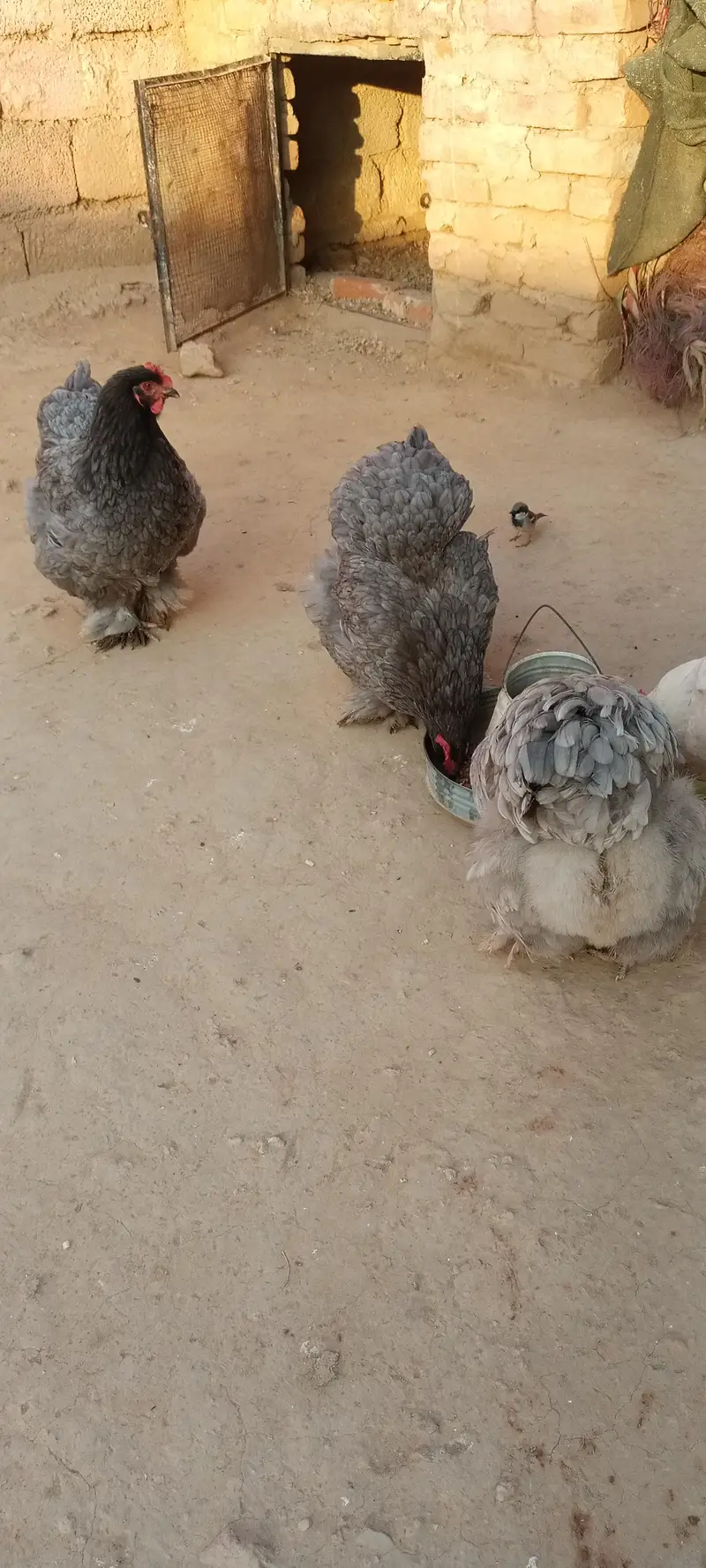 piar for sell — photo 4