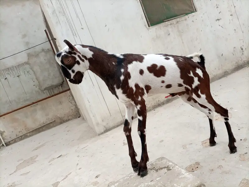 BARBARI BAKRA MALE ANDU / BREADER GOOD QUALITY. 0335-8-1-1-1-8-04 — photo 4