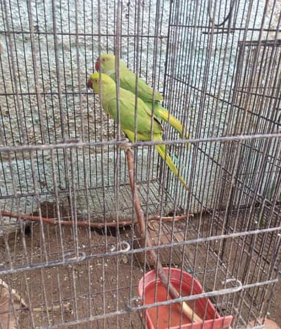 Raw Kashmir Parrot Pair – Healthy & Active