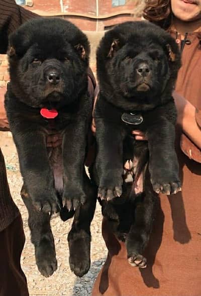 Afghan kochi dog male female 2 month for sale Security dog available