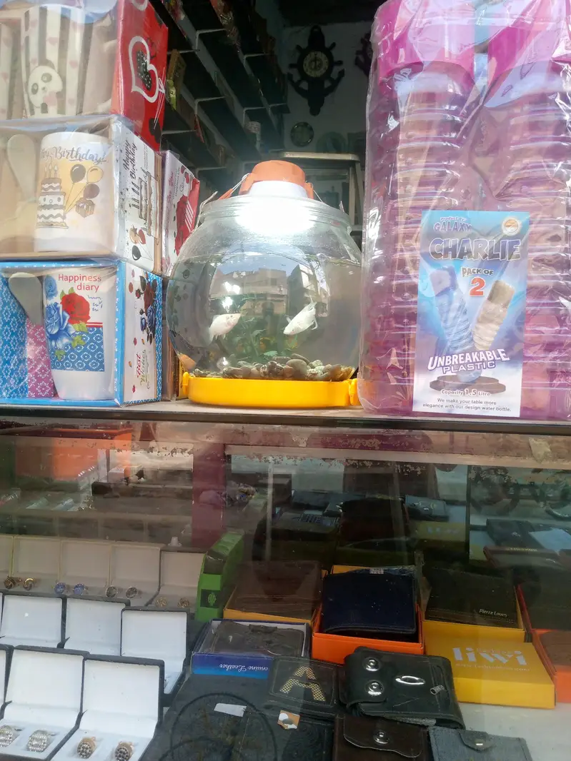 fish bowl with oxygen pump