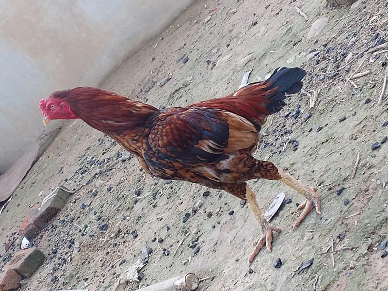 “Mianwali Aseel Murghi – Pure Old Blood” — photo 4