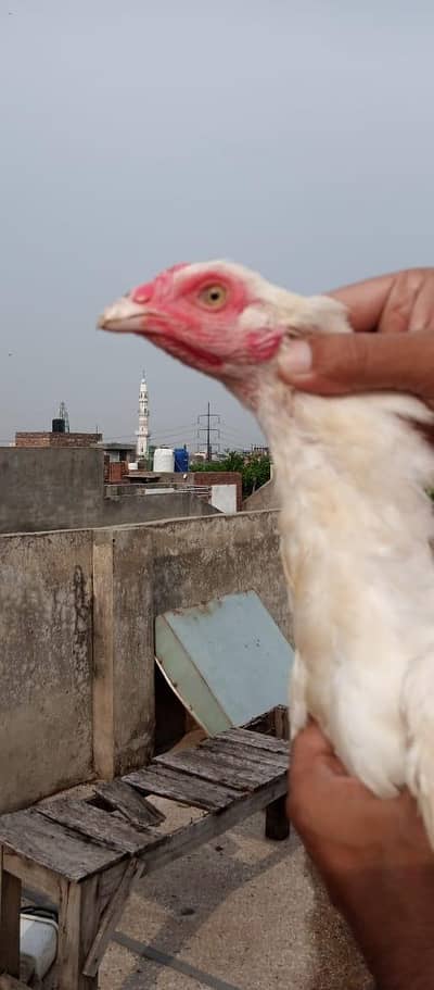heera aseel female