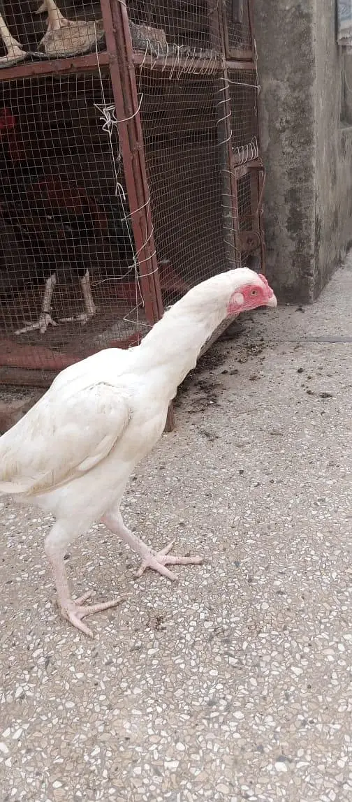 heera aseel female — photo 3