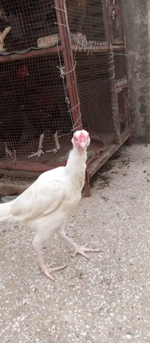 heera aseel female — photo 4