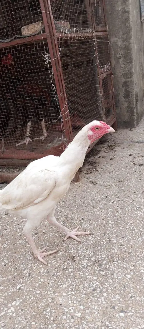 heera aseel female — photo 5