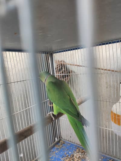 green Ringneck male