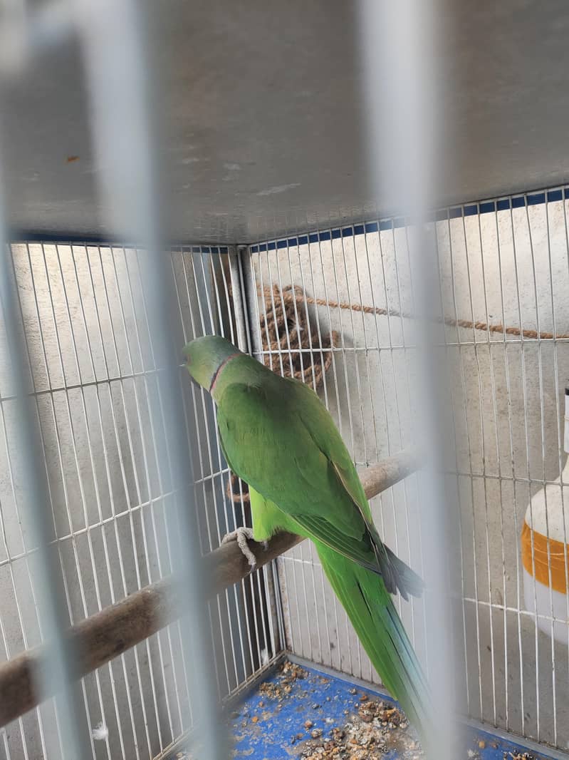 Ringneck 1