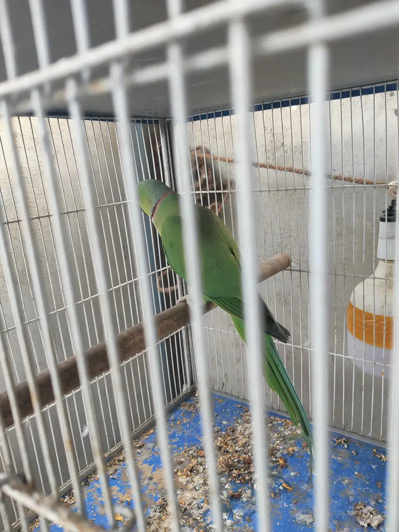 green Ringneck male — photo 2