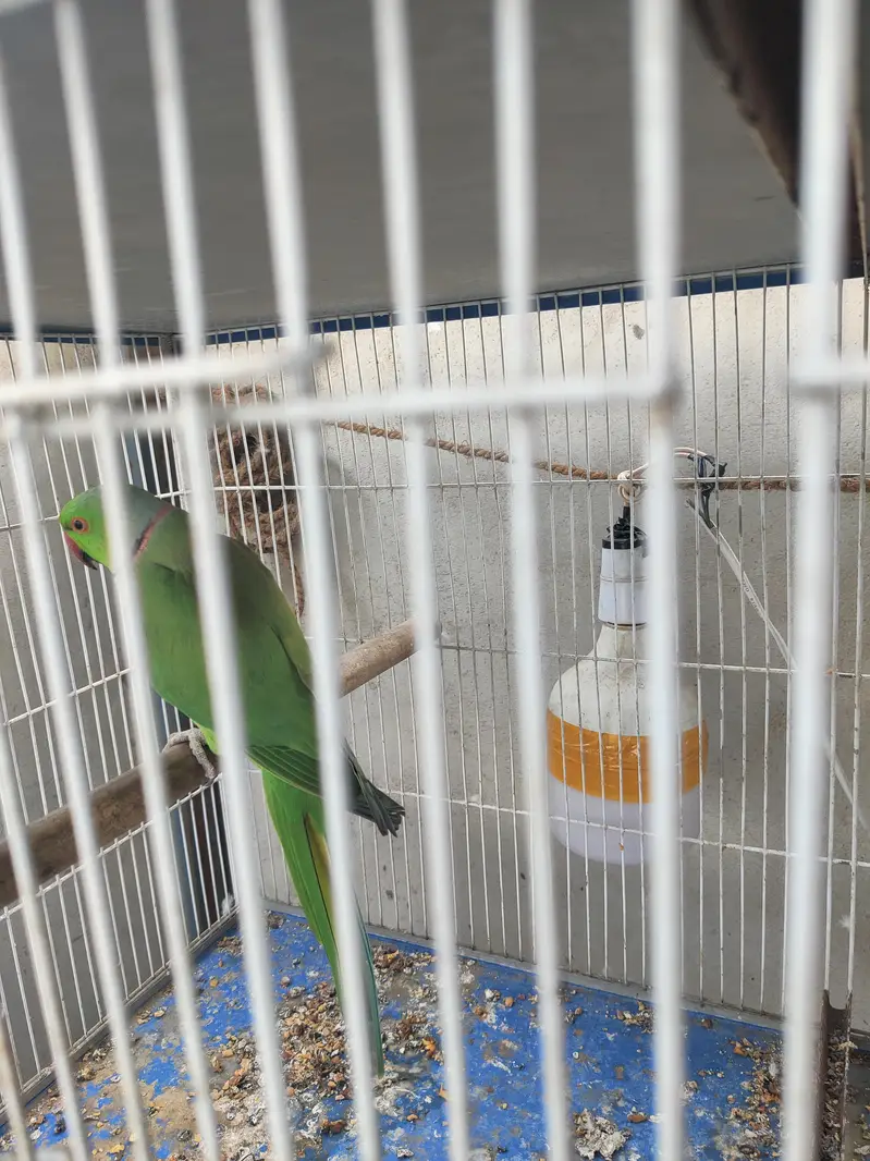 green Ringneck male — photo 3