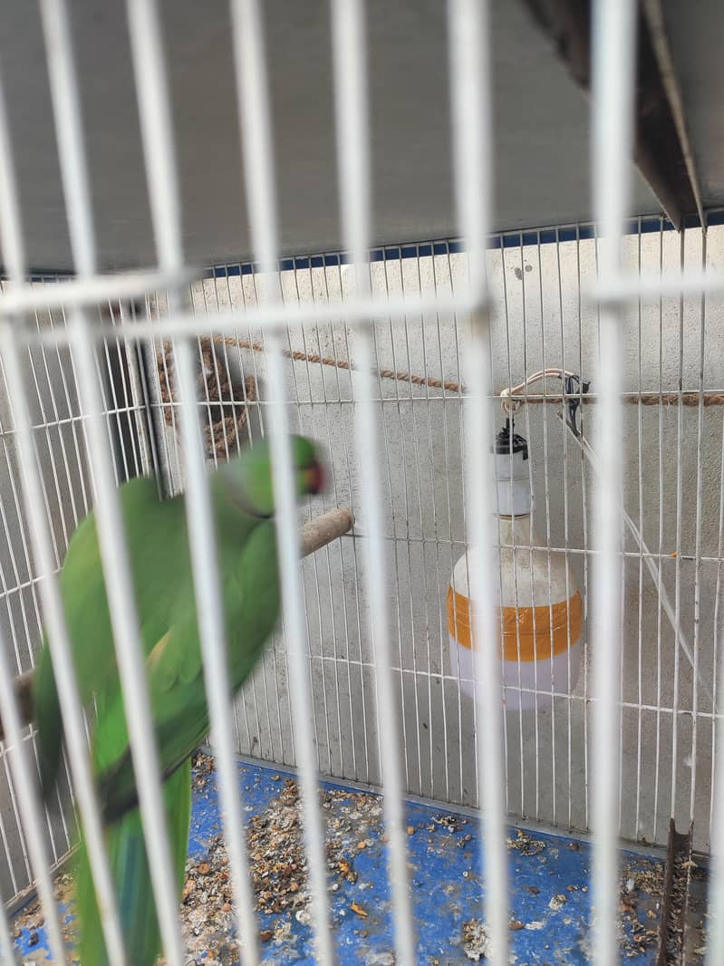 Ringneck 4