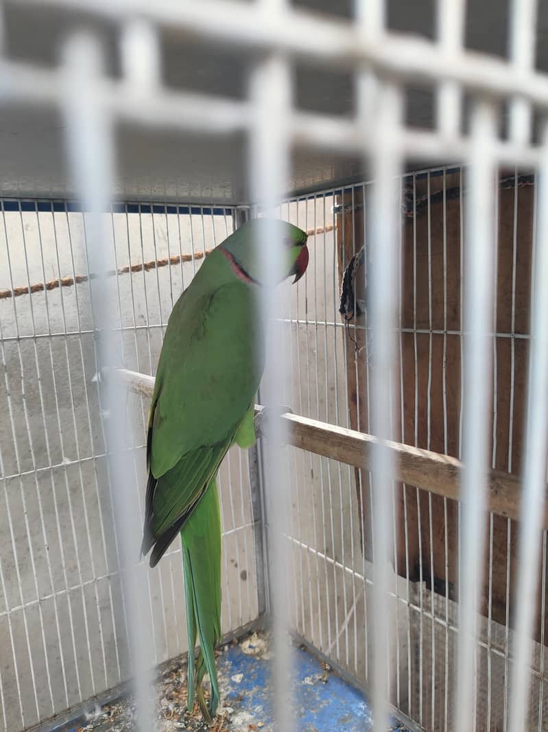Ringneck 5