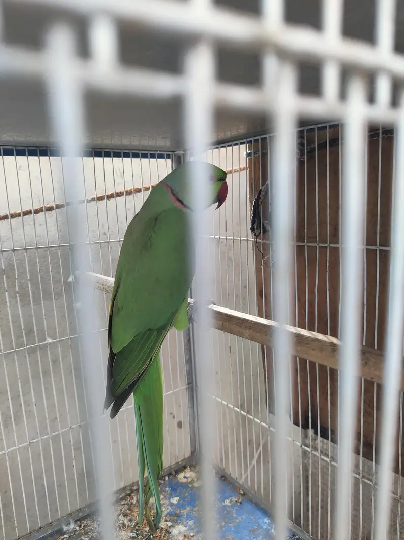 green Ringneck male — photo 5