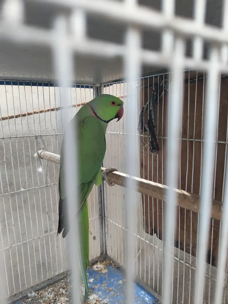 green Ringneck male — photo 6