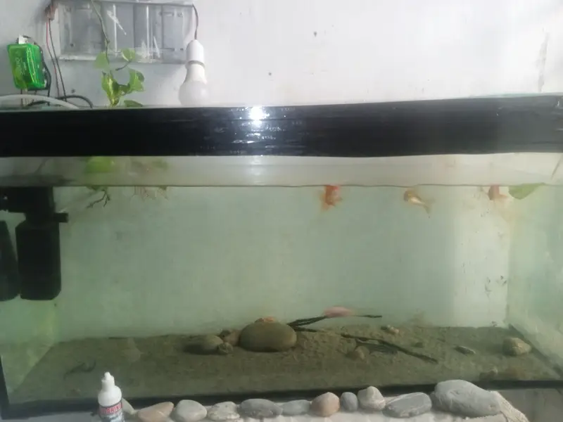 3 feet Complete Aquarium Full Setup with Fish + Filter - No Leakage