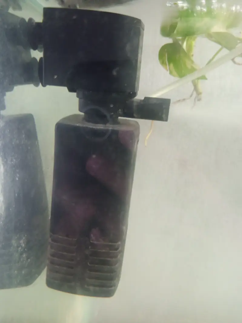 3 feet Complete Aquarium Full Setup with Fish + Filter - No Leakage — photo 3