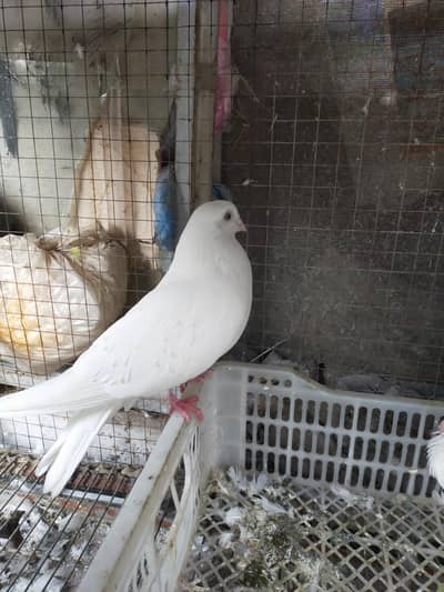 white pigeon