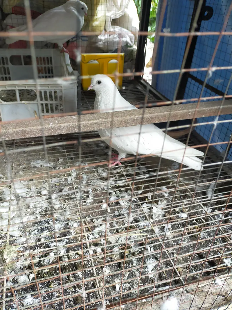 white pigeon — photo 2