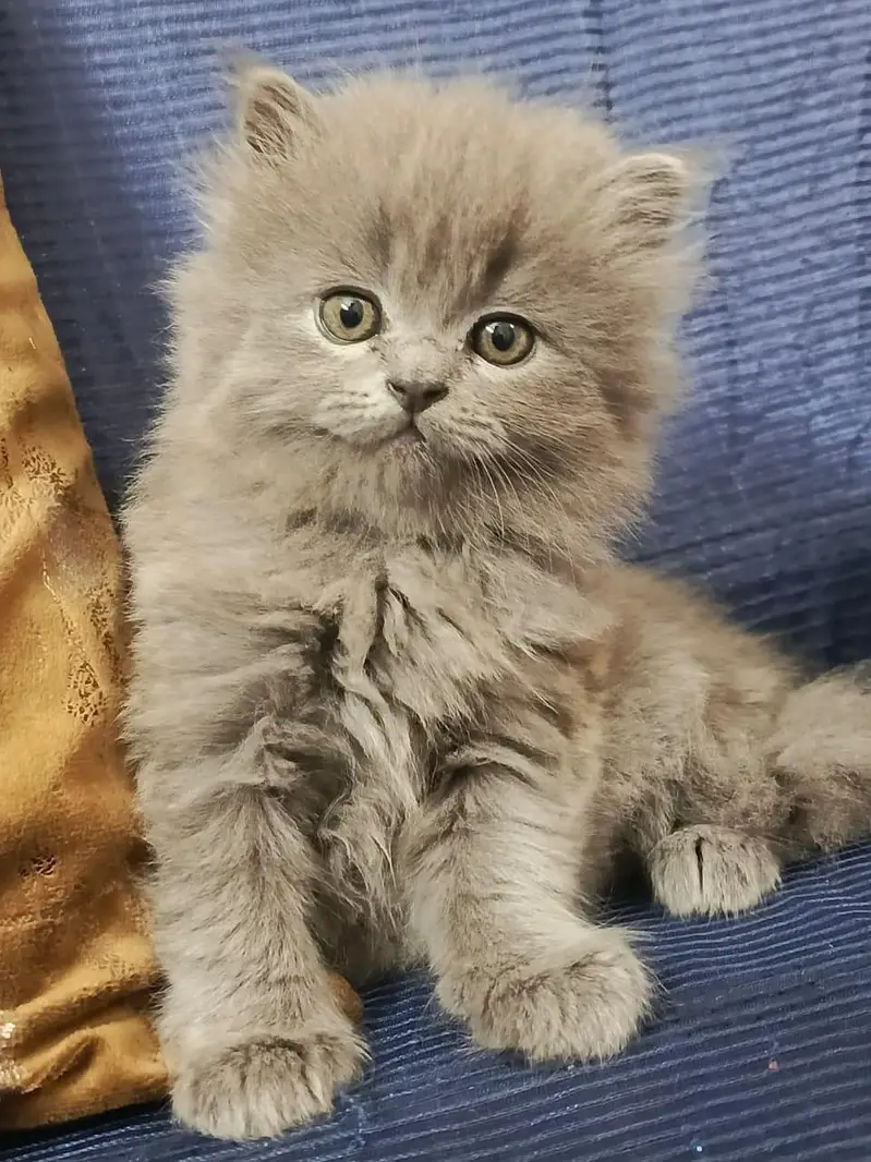 Persian triple coated kittens cats sale cash on delivery available hy — photo 8