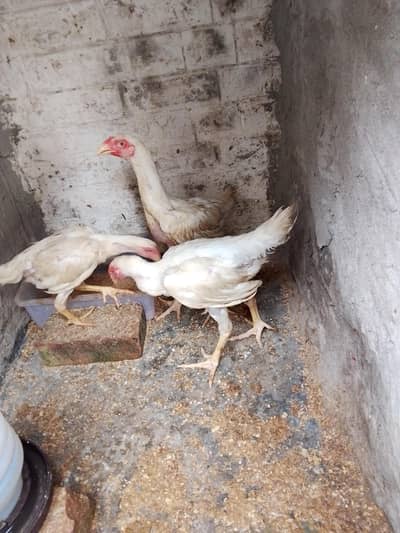 shamo aseel chiks 03214299829