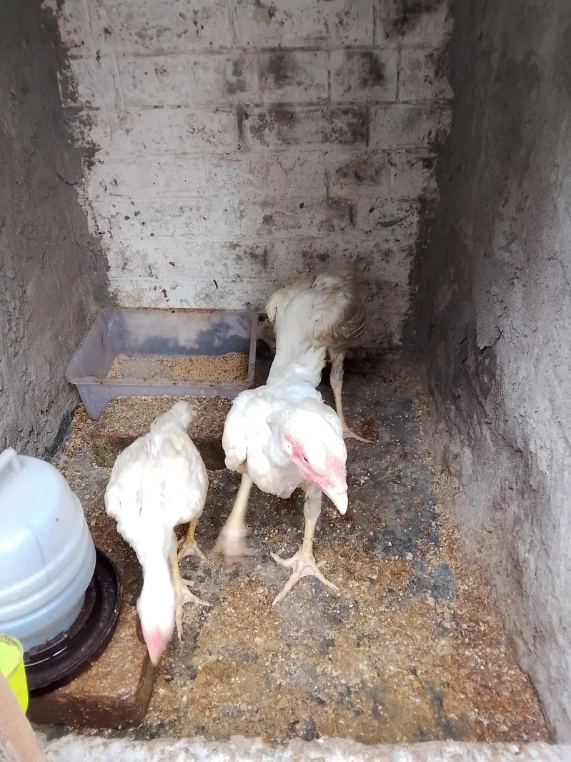 shamo aseel chiks 03214299829 — photo 2