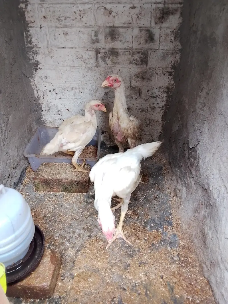 shamo aseel chiks 03214299829 — photo 3