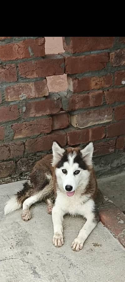 Siberian husky bule eyes black and white proper wooly coat