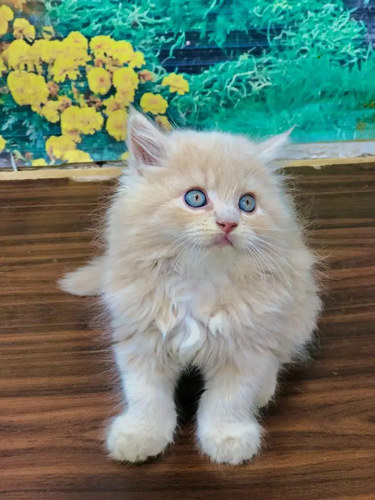 Persian triple coated kittens cats  sale cash on delivery available hy