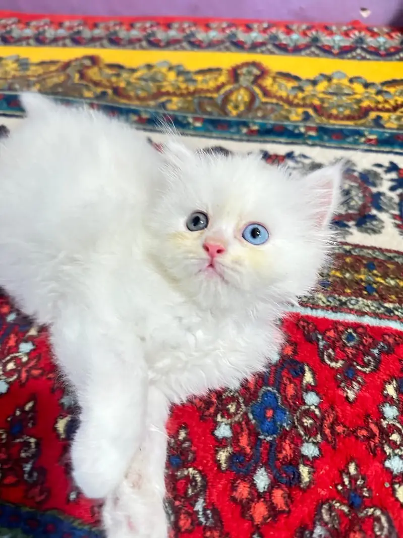 Persian triple coated kittens cats  sale cash on delivery available hy — photo 3