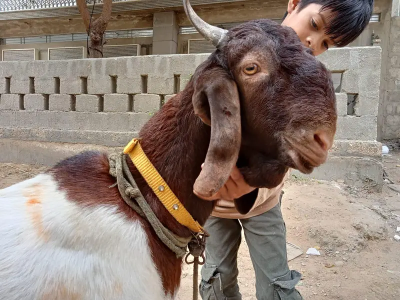 Healthy Andu Bakra for Sale 8 Months | Breeding Quality — photo 2