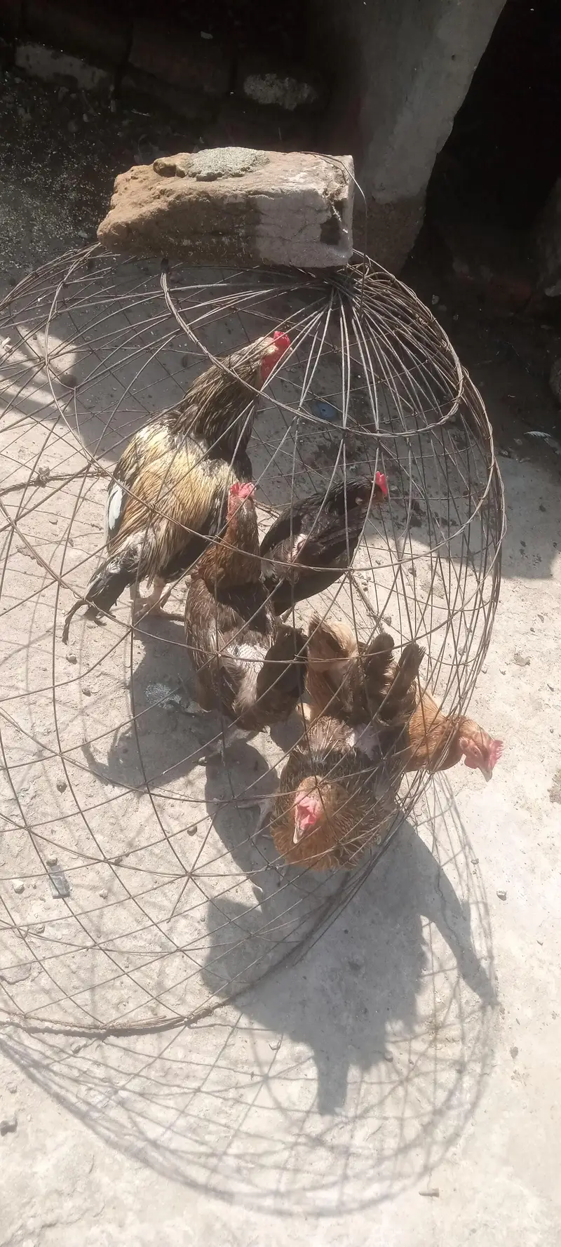 golden misri — photo 3