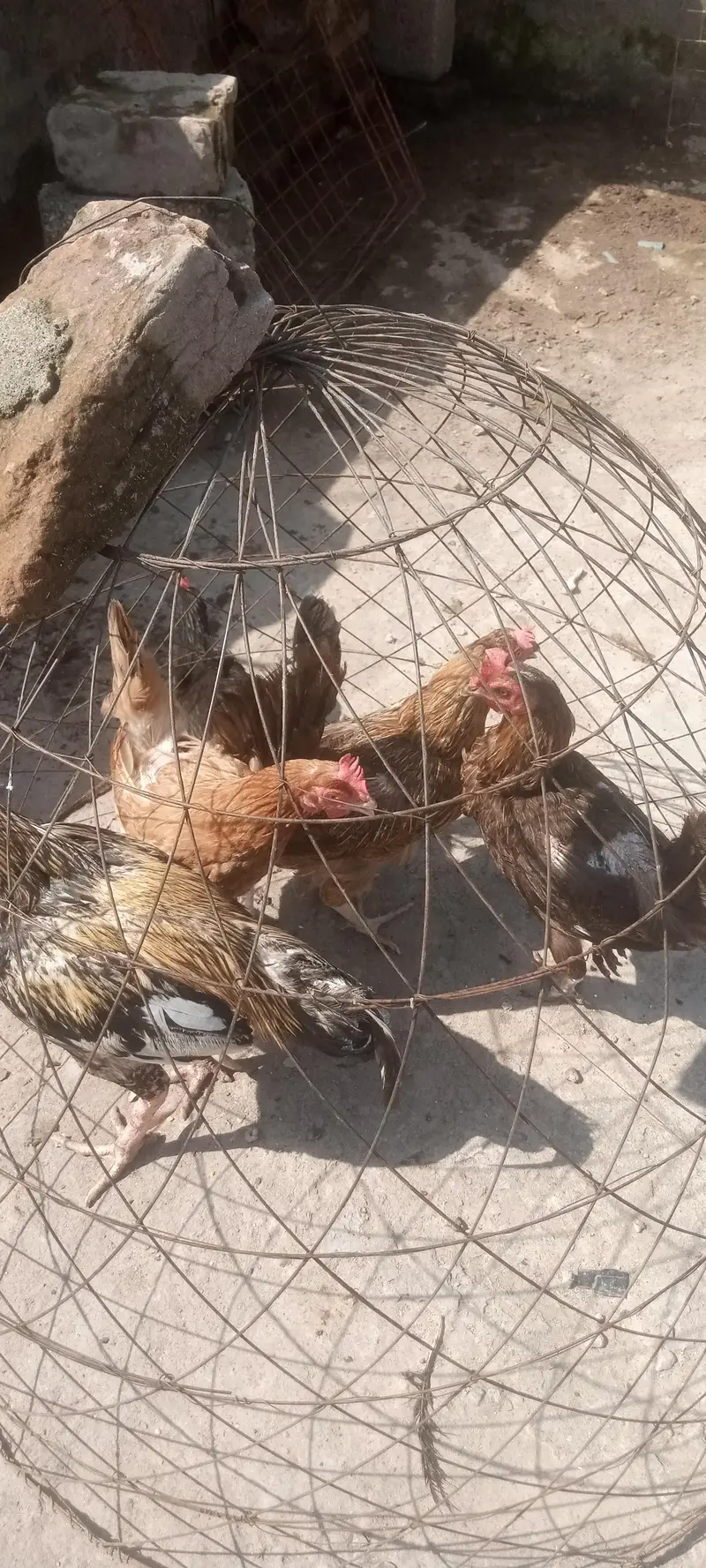 golden misri — photo 4