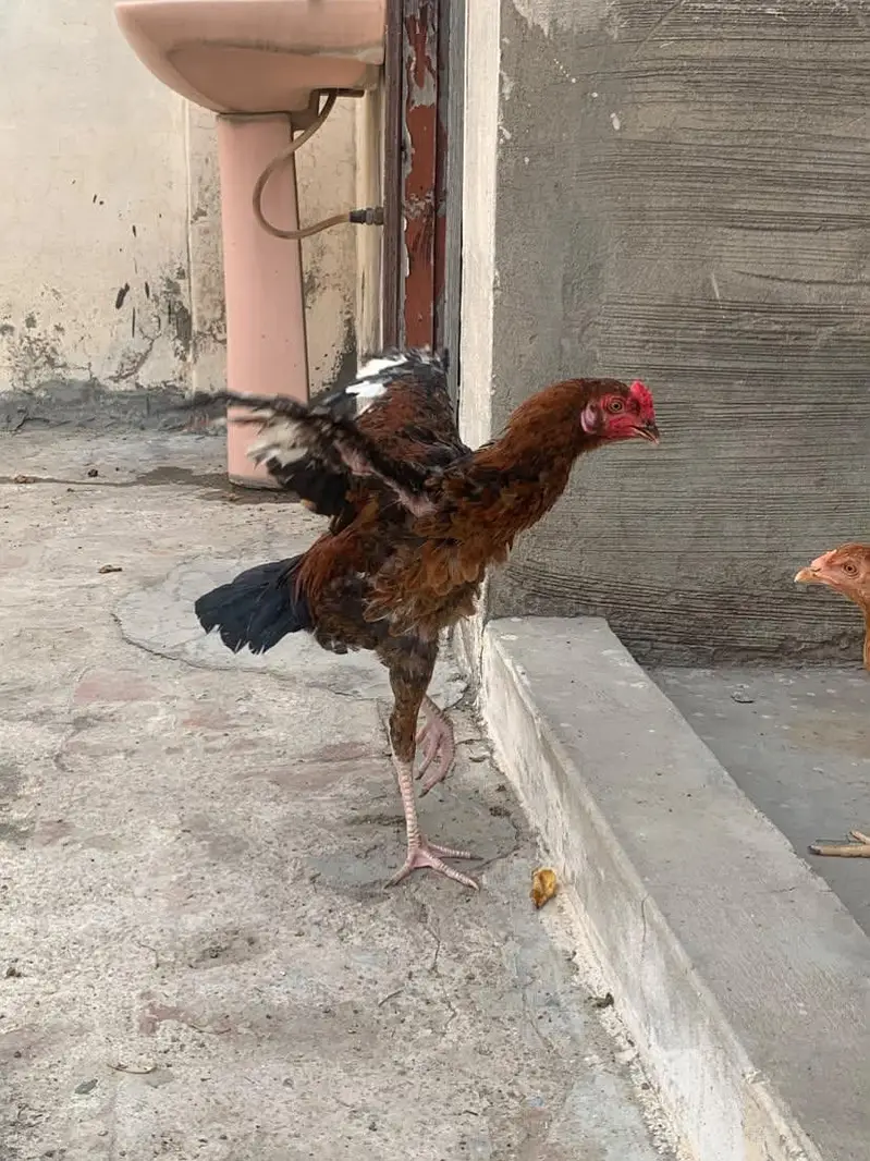 mian wali aseel — photo 2