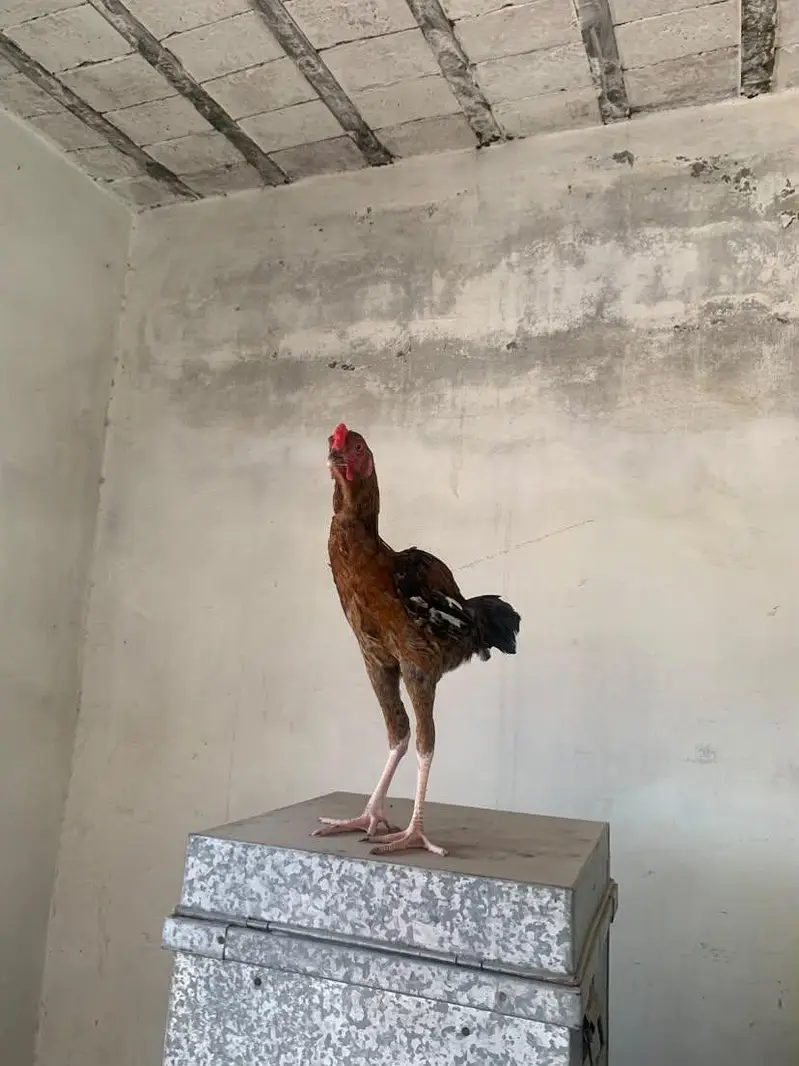 mian wali aseel — photo 3