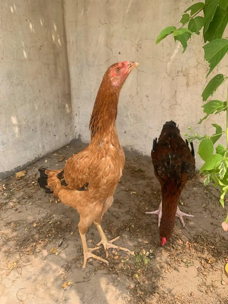 mian wali aseel — photo 5