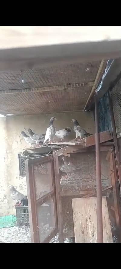 breedar Birds