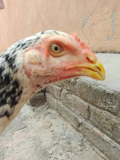 *pied shamo chicks| high quality/ King size chicks_aseel shamo chick*