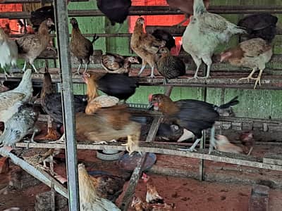 hen and hens + rooster