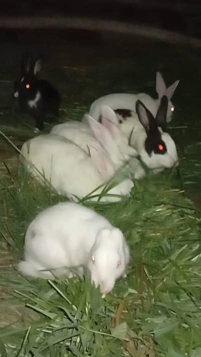 New Zealand White aur Black Rabbits for Sale