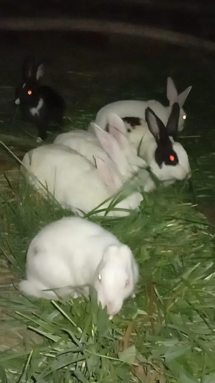 New Zealand White aur Black Rabbits for Sale