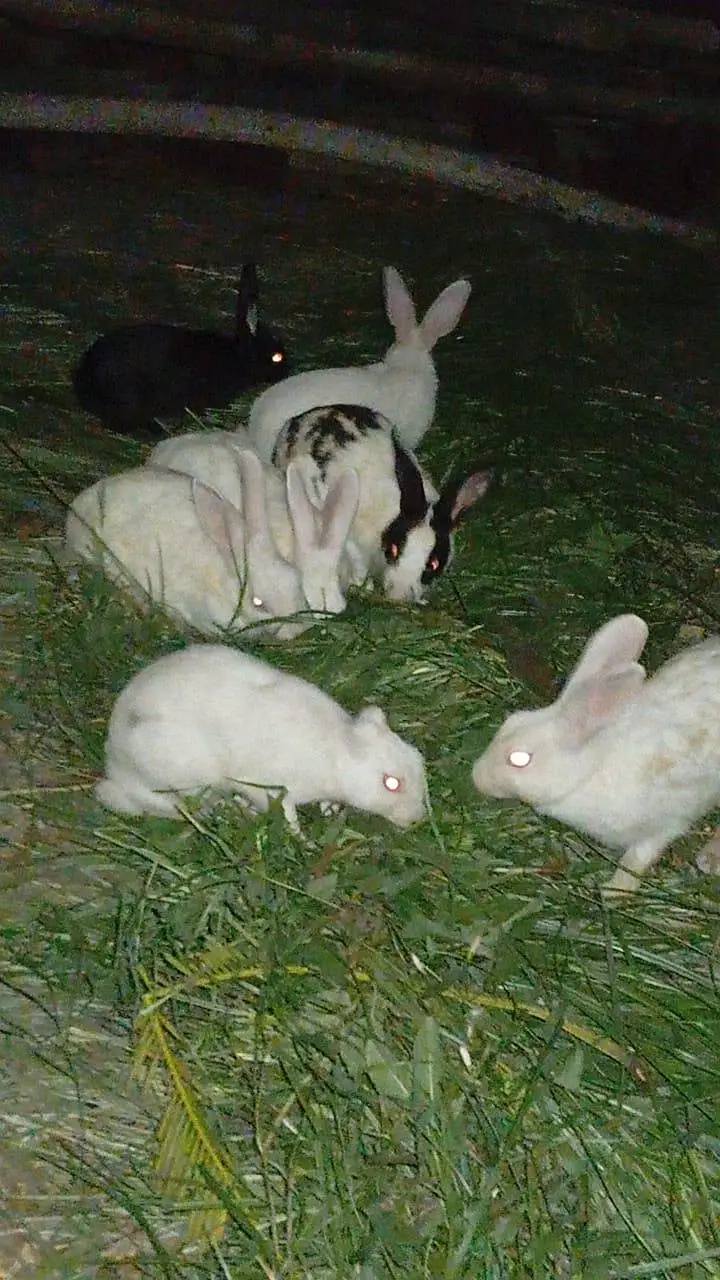 New Zealand White aur Black Rabbits for Sale — photo 2