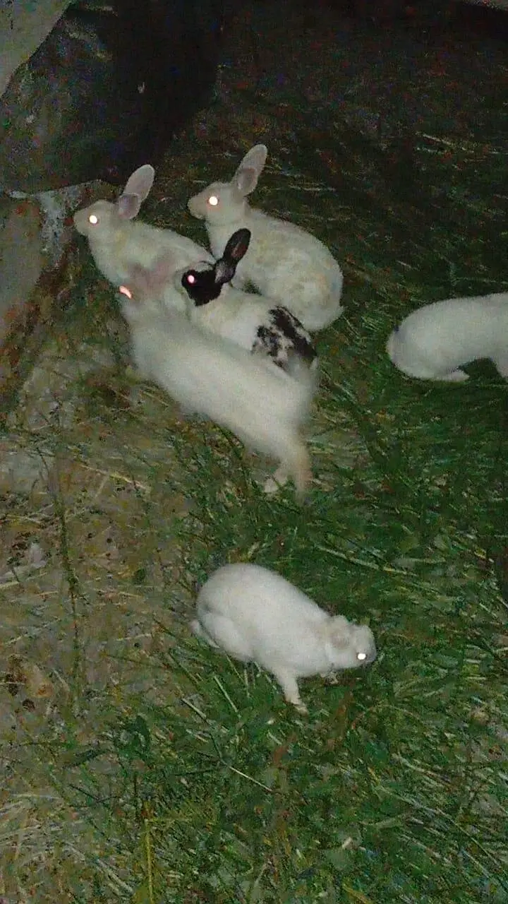 New Zealand White aur Black Rabbits for Sale — photo 3