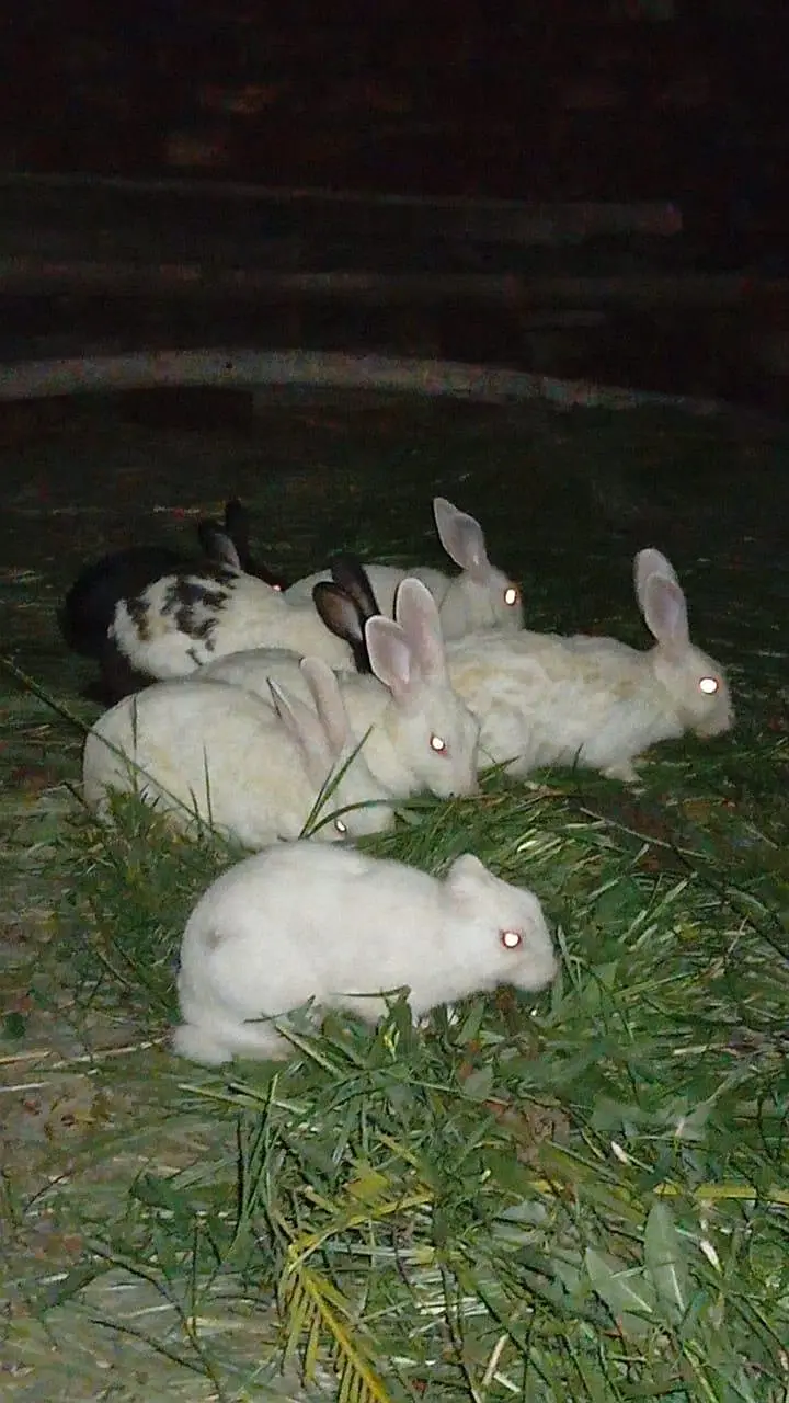 New Zealand White aur Black Rabbits for Sale — photo 4