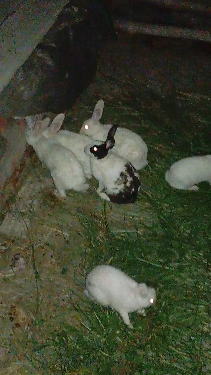New Zealand White aur Black Rabbits for Sale — photo 5