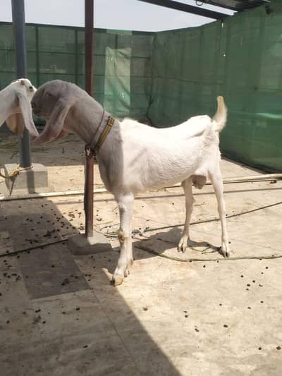 Gulabi Rajanpuri breeder male