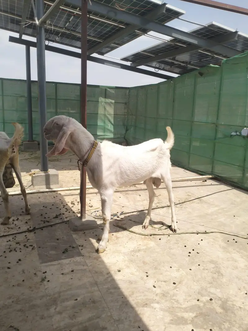 Gulabi Rajanpuri breeder male — photo 2