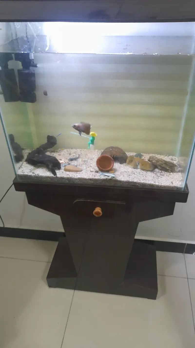 full setup but slightly used with out fish